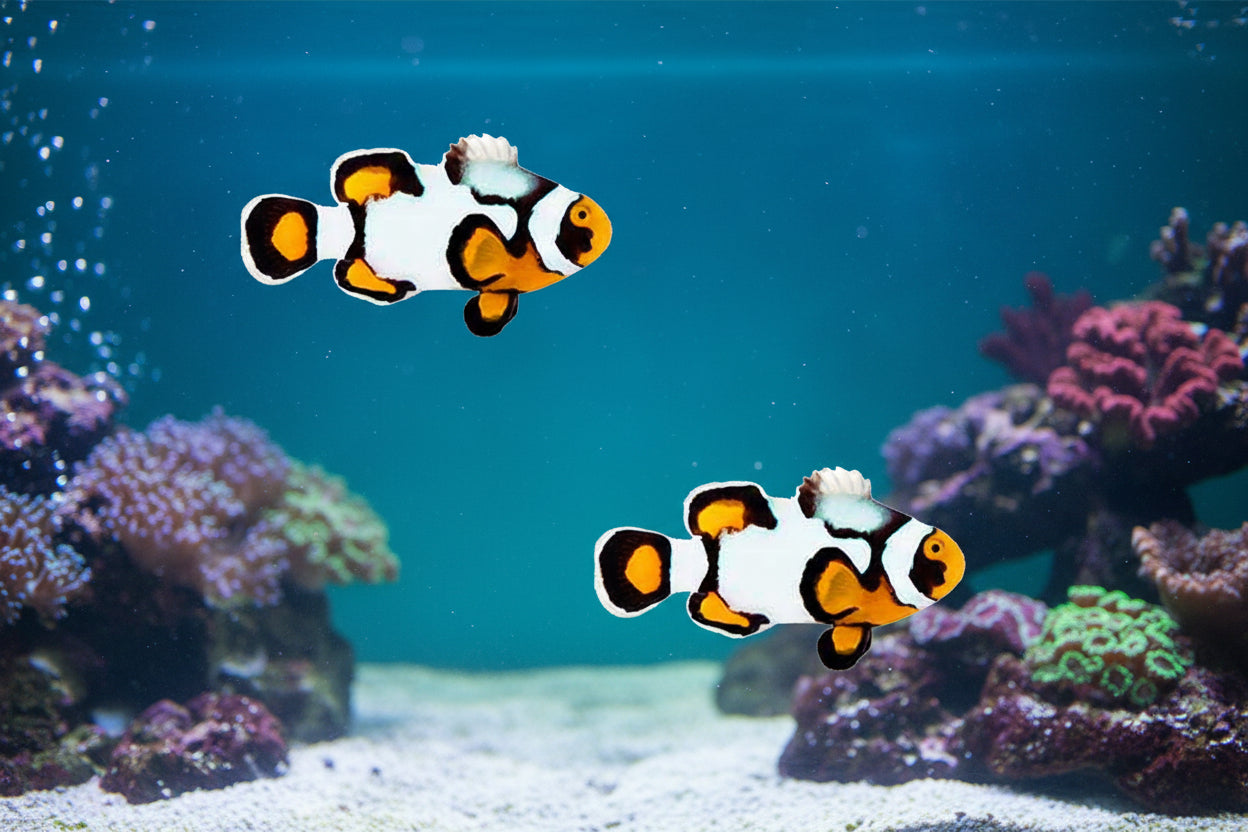 2-Pack Nebula Picasso Percula Clownfish Live Captive Bred Saltwater Tank Fish