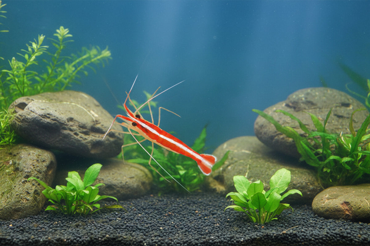 Cleaner Shrimp Live – Skunk Cleaner for Reef-Safe Parasite Control in Aquariums