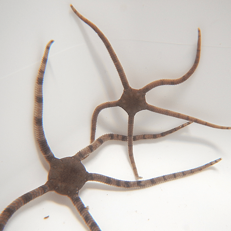 2-Pack Assorted Serpent Starfish Live Reef Safe Saltwater Invertebrates for Aquarium