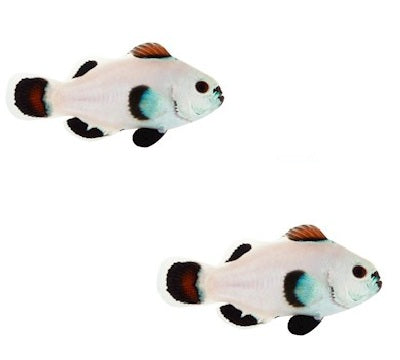2-Pack Orange Snow Storm Clownfish Live Saltwater Fish Captive Bred Designer