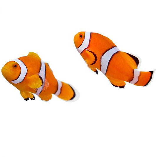2-Pack True Percula Clownfish Live Captive Bred Saltwater Tank Fish