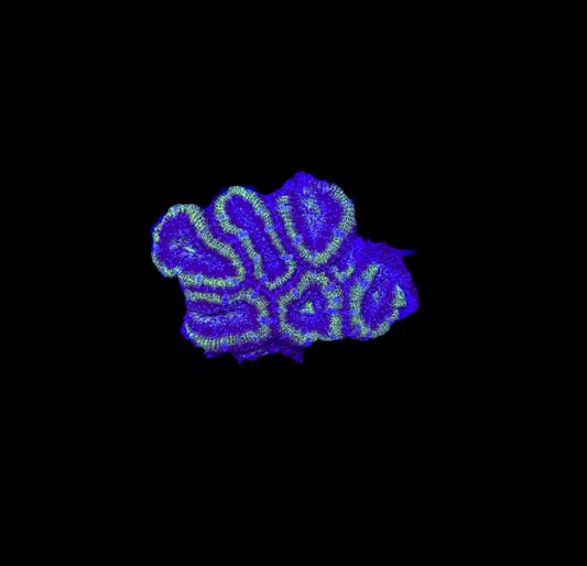 WYSIWYG Green Acan Lord Live Coral Frag Bright LPS for Reef Aquarium