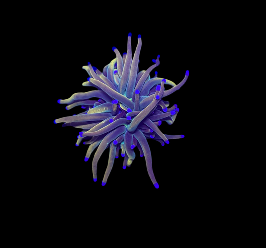WYSIWYG Dragon Tamer Torch Live Coral – LPS Frag with Pink and Blue Tips