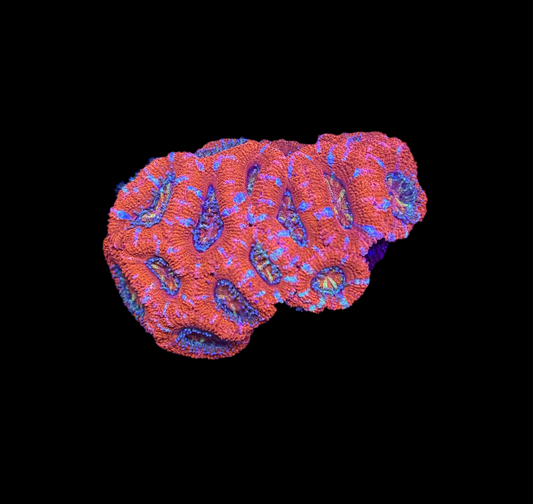 WYSIWYG Rainbow Acan Lord Live Coral Frag Vibrant LPS for Reef Aquarium
