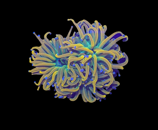 WYSIWYG Holy Grail Torch Live Coral – Frag Euphyllia LPS for Reef Aquarium