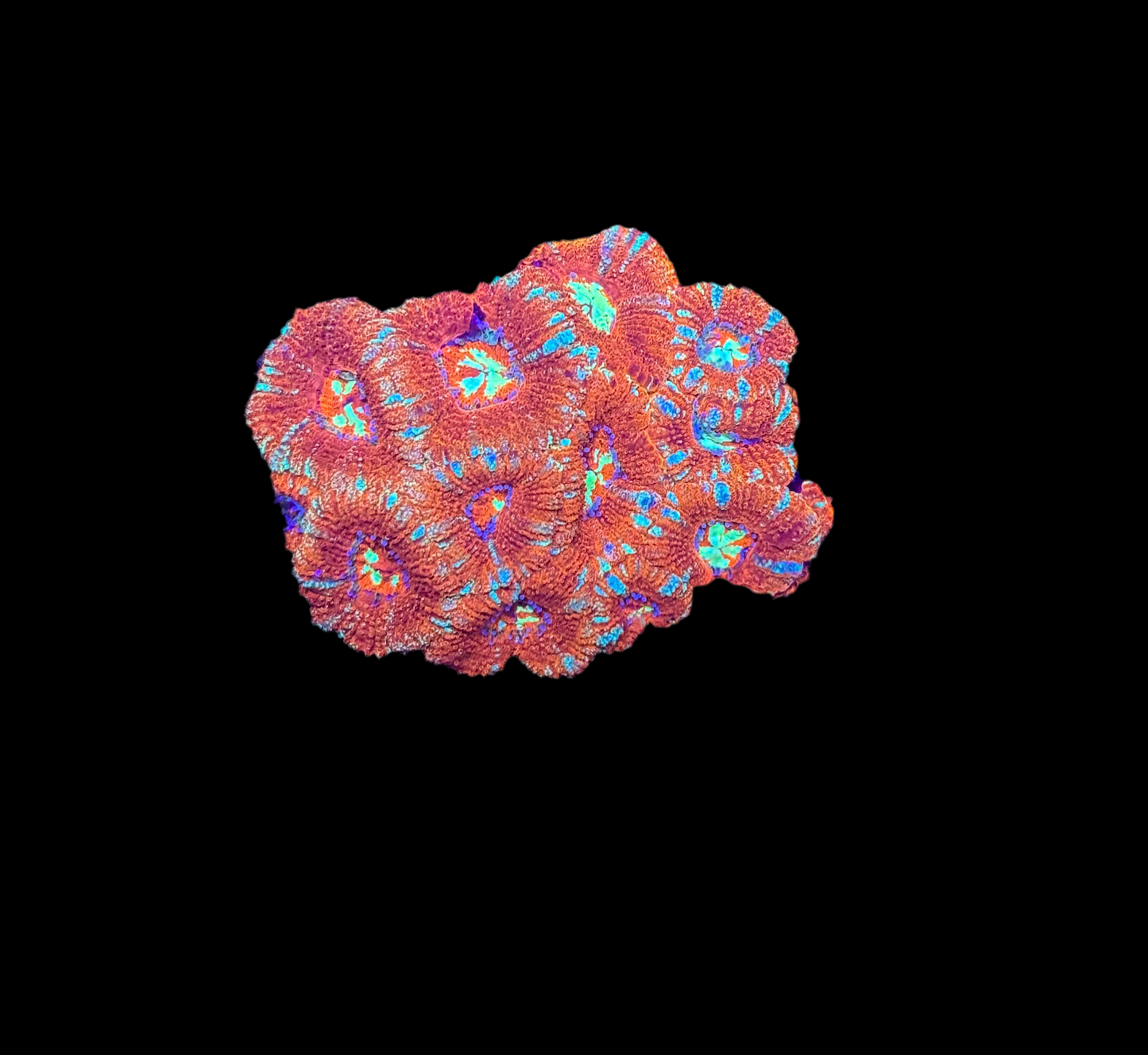 WYSIWYG Red and Green Asian Acan Lord Live Coral Frag SPS LPS Reef Aquarium