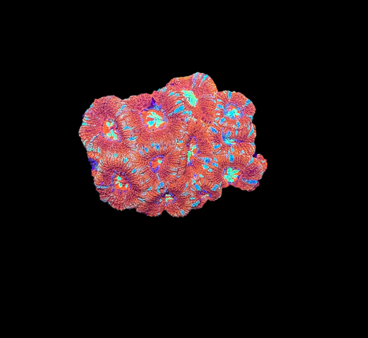 WYSIWYG Red and Green Asian Acan Lord Live Coral Frag SPS LPS Reef Aquarium