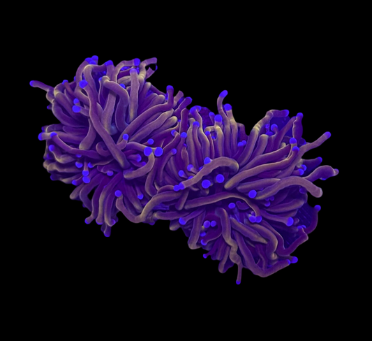 WYSIWYG Malaysian Wolverine Torch – Live LPS Coral Euphyllia for Reef Tank