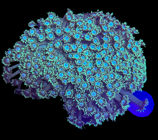 WYSIWYG Green Goniopora Colony – Live LPS Coral for Reef Tank Goni
