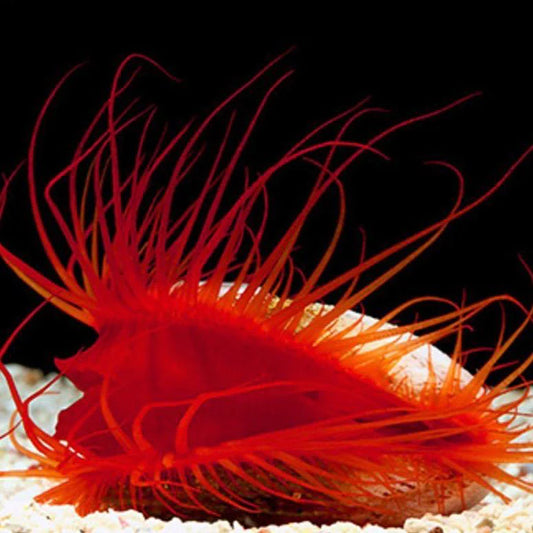 2-Pack Flame Scallops Live – Reef-Safe Clams Filter Feeders for Saltwater Tanks