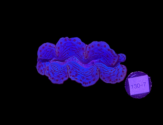 WYSIWYG Blue Tridacna Maxima Clam – Live Saltwater Clam for Reef Tanks