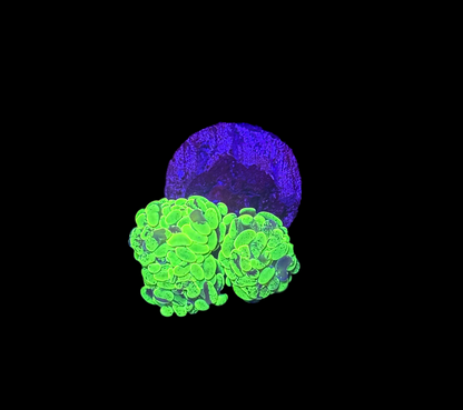 WYSIWYG Splatter Hammer Branching 1 Head