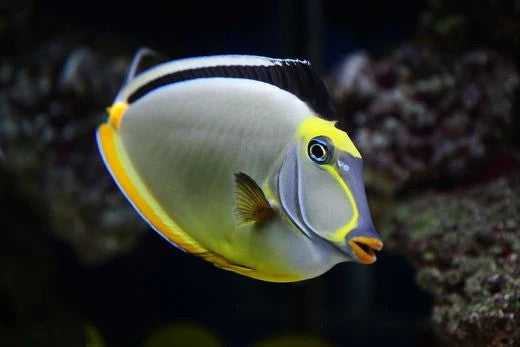 Naso Tang Lipstick Tang 7-8" Live Saltwater Aquarium Fish Reef Safe Marine