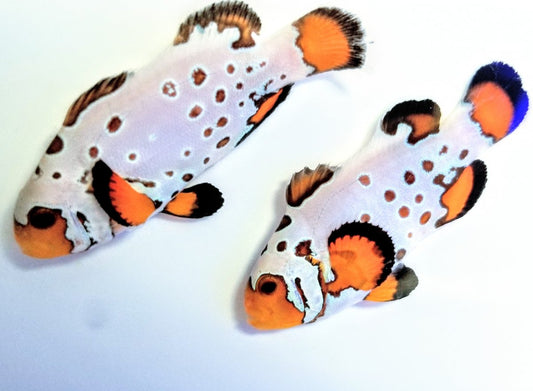 2-Pack Extreme Bullet Hole Clownfish Tank Bred, Reef Safe Live Fish Saltwater Aquarium