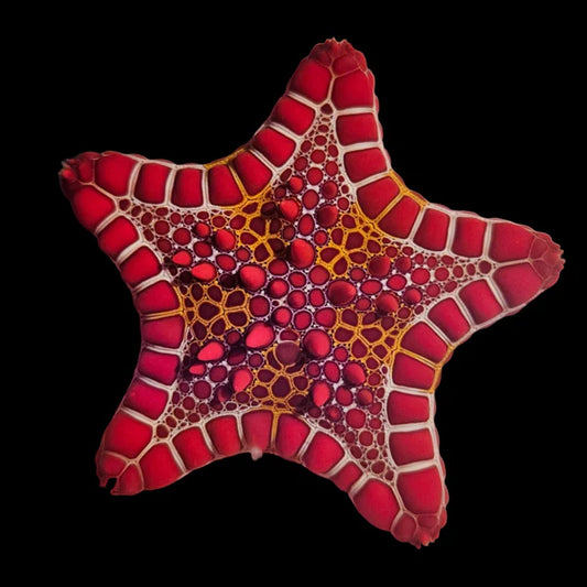 Red Biscuit Starfish – Saltwater Aquarium Cleaner Live Sea Star