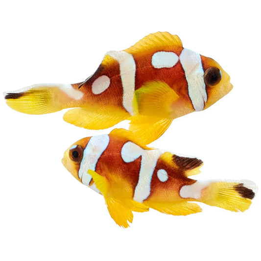2-Pack Spotcinctus Clownfish – Rare Designer Saltwater Aquarium  Live Fish
