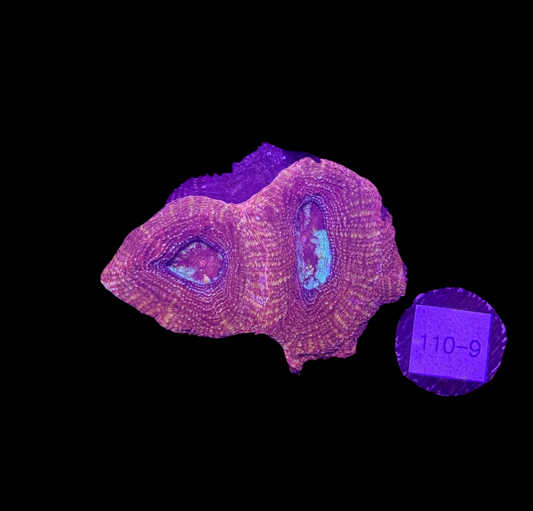 WYSIWYG Red Acan Bowerbanki