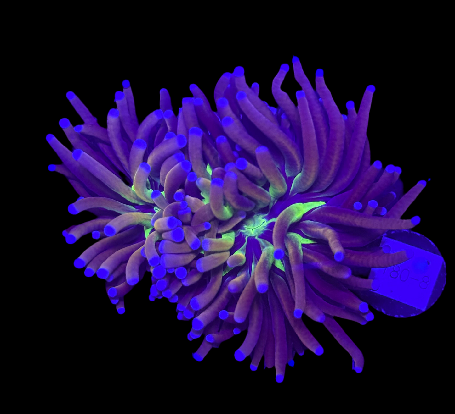 WYSIWYG NY Knicks Torch Live Coral Frag – Ultra Bright LPS for Saltwater Reef Tank