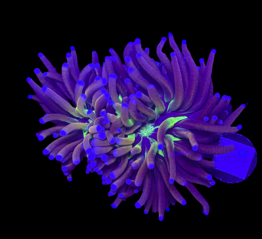 WYSIWYG NY Knicks Torch Live Coral Frag – Ultra Bright LPS for Saltwater Reef Tank