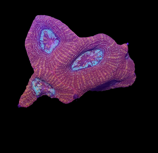 WYSIWYG Red Acan Bowerbanki