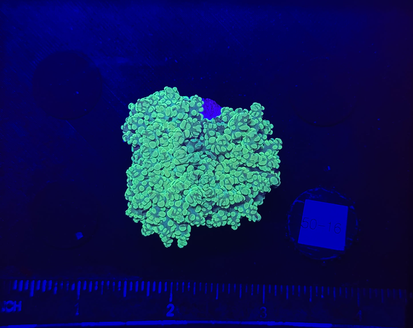WYSIWYG Neon Green Frogspawn Live LPS Frag Coral Saltwater Reef Aquarium