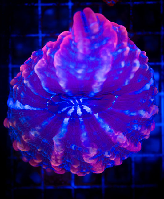 WYSIWYG Red and Blue Indophyllia