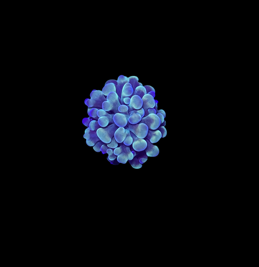 WYSIWYG Gold Branching Hammer Coral – Live LPS Euphyllia for Reef Tank