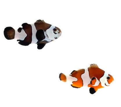 2-Pack Semi Storm Clownfish Orange or Black Designer Ocellaris Live Saltwater Fish