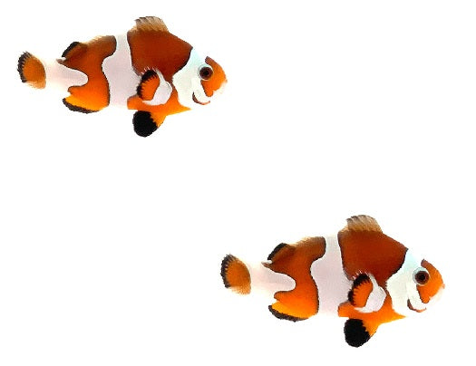 2-Pack Semi Storm Clownfish Orange or Black Designer Ocellaris Live Saltwater Fish