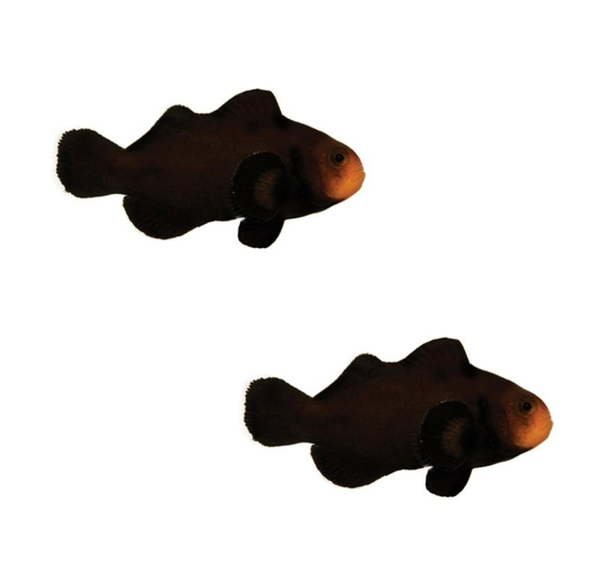 2-Pack Midnight Ocellaris Clownfish – Live Captive-Bred Saltwater Aquarium Fish