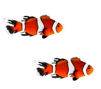 2-Pack Threadfin Ocellaris Clownfish  – Live Captive-Bred Saltwater Aquarium Fish Pair