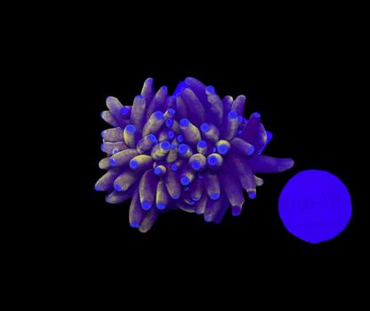 WYSIWYG 24K Torch Live Coral – Frag Euphyllia LPS for Reef Aquarium
