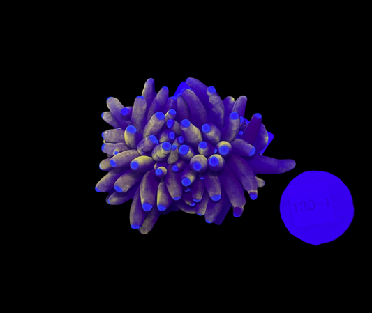 WYSIWYG 24K Torch Live Coral – Frag Euphyllia LPS for Reef Aquarium