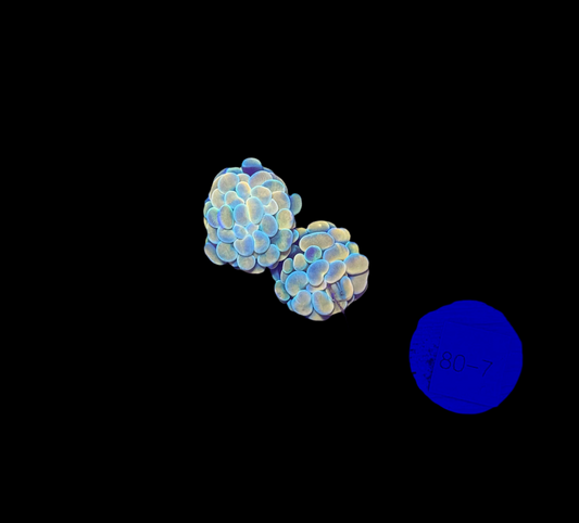 WYSIWYG Gold Branching Hammer Coral – Live LPS Euphyllia for Reef Tank