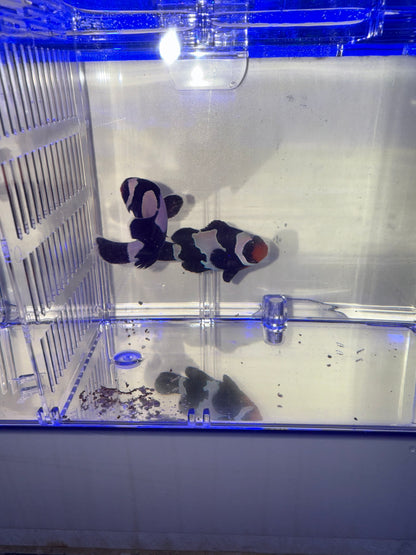 2-Pack Black Snowflake Ocellaris Clownfish – Live Captive-Bred Saltwater Aquarium Fish