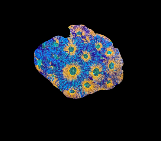 WYSIWYG Rainbow Acan Echinata