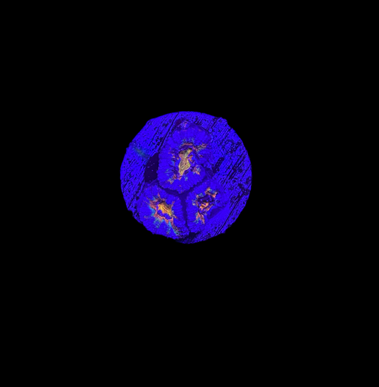 WYSIWYG Rainbow Acan Lord Live Coral Frag Vibrant LPS for Reef Aquarium