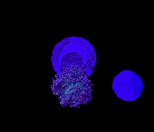 WYSIWYG Purple Frogspawn Live LPS Frag Coral Saltwater Reef Aquarium