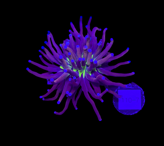 WYSIWYG NY Knicks Torch Live Coral Frag – Ultra Bright LPS for Saltwater Reef Tank