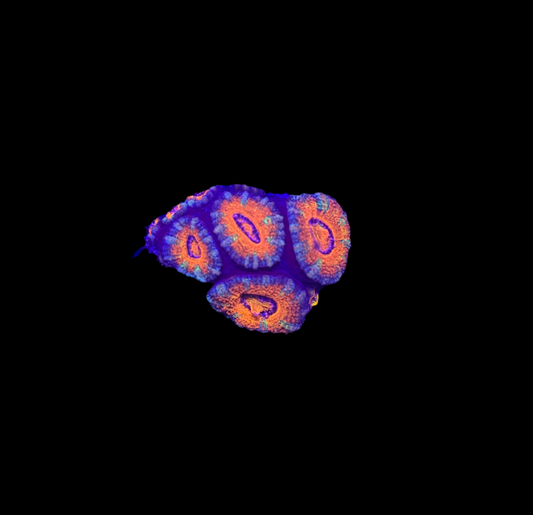 WYSIWYG Red Acan Lord Live Coral Frag SPS LPS Reef Aquarium Tank