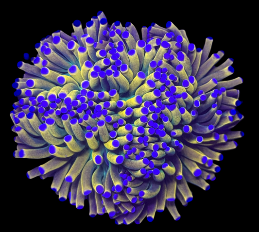 WYSIWYG Banana Holy Grail Torch Live Coral – Frag Euphyllia LPS for Reef