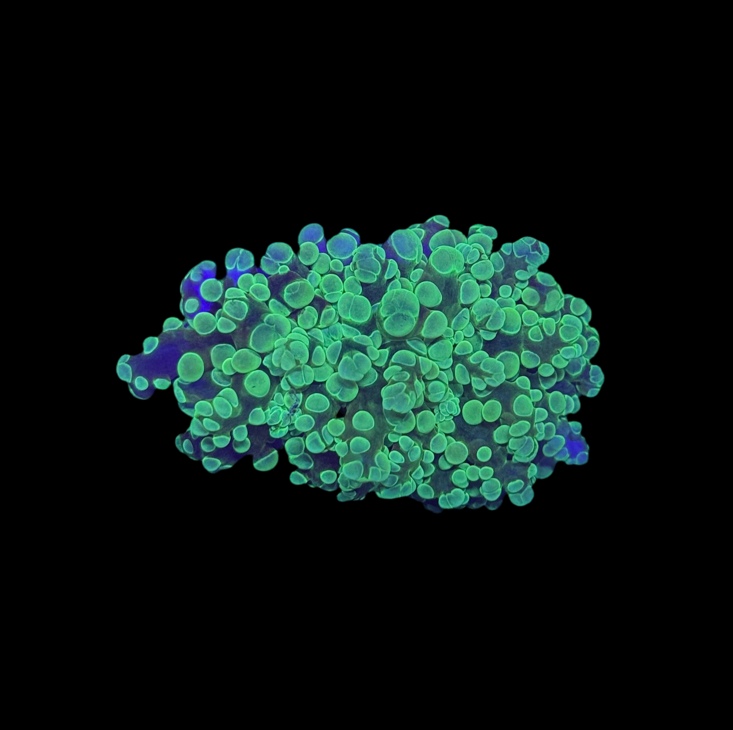 WYSIWYG Neon Green Frogspawn Live LPS Frag Coral Saltwater Reef Aquarium
