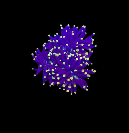WYSIWYG Rasta Torch Live Coral Frag – Ultra Bright LPS for Saltwater Reef Tank