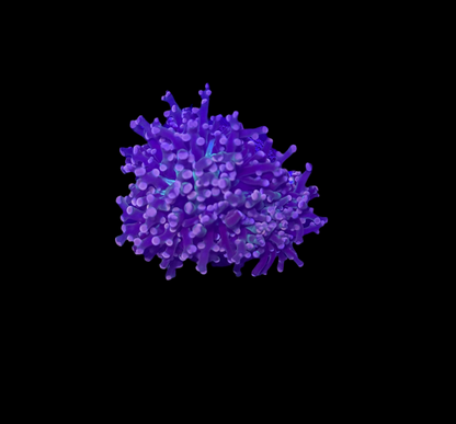 WYSIWYG Purple Frogspawn Live LPS Frag Coral Saltwater Reef Aquarium