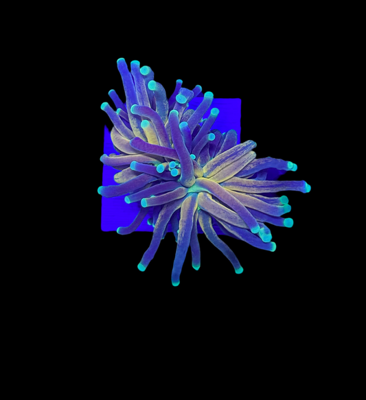 WYSIWYG Tiger Torch Live Coral – LPS Euphyllia Frag