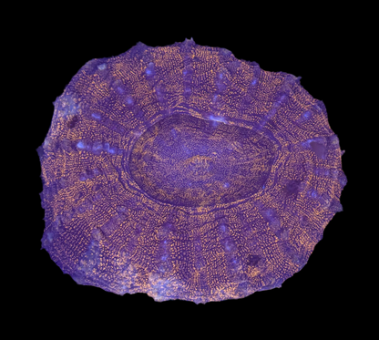 WYSIWYG Red Acanthophyllia Meat Coral Live LPS Reef Aquarium Showpiece