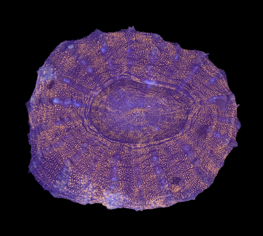 WYSIWYG Red Acanthophyllia Meat Coral Live LPS Reef Aquarium Showpiece