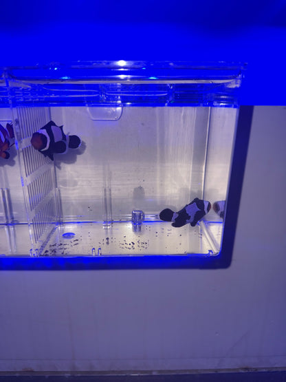 2-Pack Black Snowflake Ocellaris Clownfish – Live Captive-Bred Saltwater Aquarium Fish