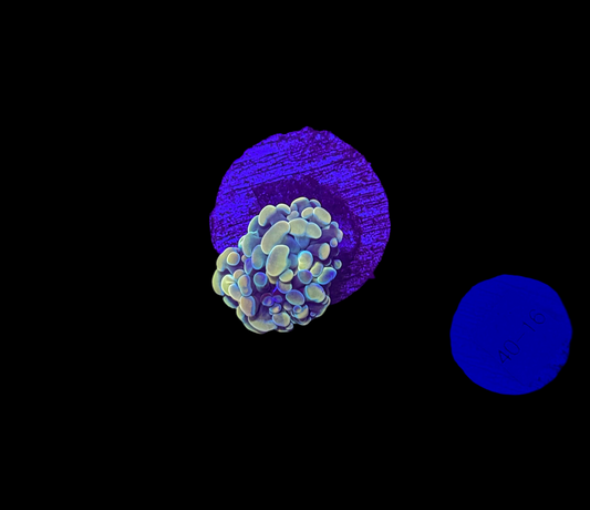 WYSIWYG Gold Branching Hammer Coral – Live LPS Euphyllia for Reef Tank