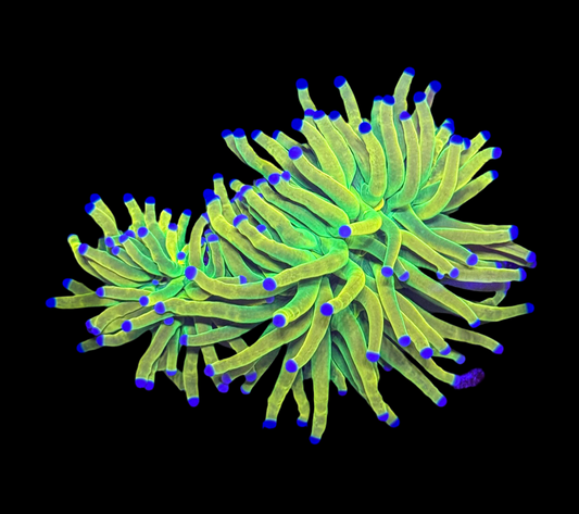 WYSIWYG Double Head Holy Grail Torch Live Coral – LPS Frag